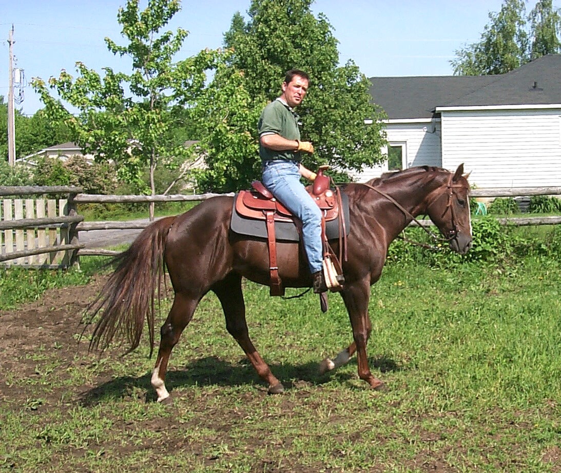 Horse Connections horse-connections